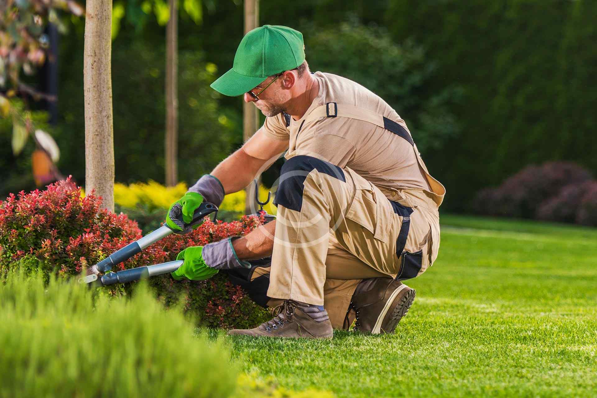 Tree surgery